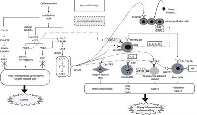 NSAID-Exacerbated Respiratory Disease (NERD): From Pathogenesis to Improved Care